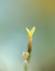 Tillandsia loliacea - 3 à 4 cm fille de l'air