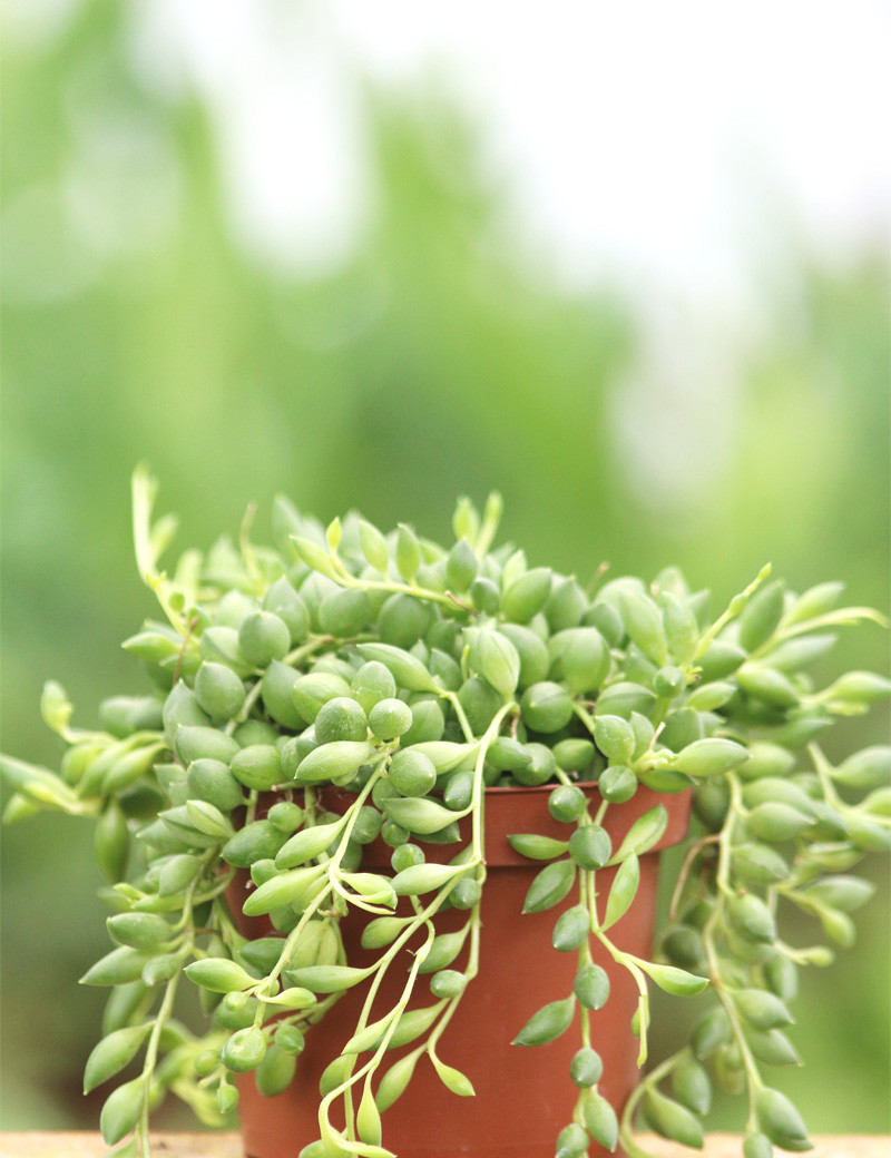 Senecio the Herrenian
