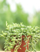 Senecio the Herrenian