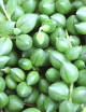 Senecio the Herrenian