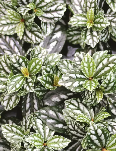 Terrarium plants Pilea cadierei