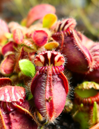 Cephalotus follicularis de près