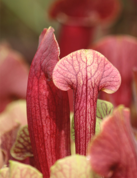 Plante carnivore Sarracenia hybride BARBA Plante carnivore Sarracenia hybride BARBA