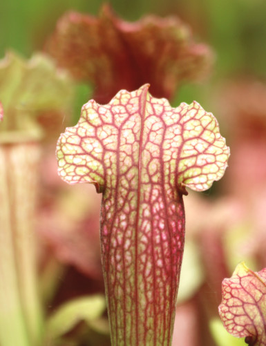 Plante carnivore Sarracenia hybride FIONA