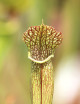 Plante carnivore Sarracenia x (x excellens x readii)