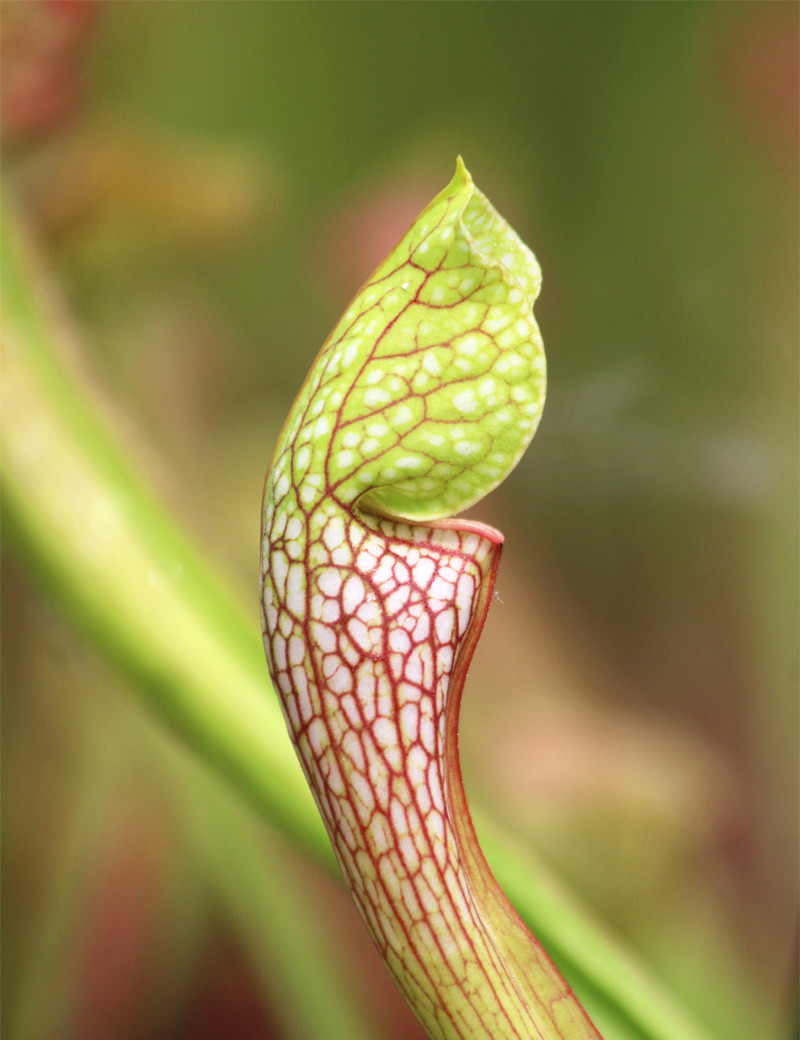 Plante carnivore Sarracenia x wrigleyana 'forme verte'