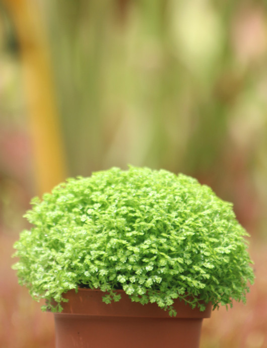 Terrarium plants Selaginella nickname Terrarium plants Selaginella nickname