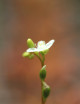 Drosera intermedia carnivorous plant