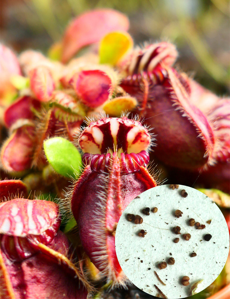 semillas Cephalotus sp.