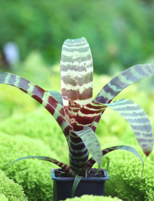 Terrarium plants Vriesea splendens