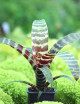 Terrarium plants Vriesea splendens