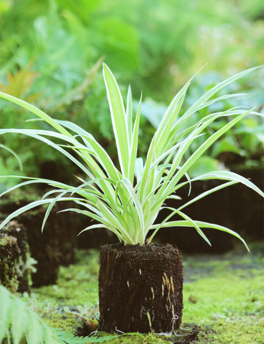 Chlorophytum pacific raciné en xaxim Chlorophytum pacific raciné en xaxim