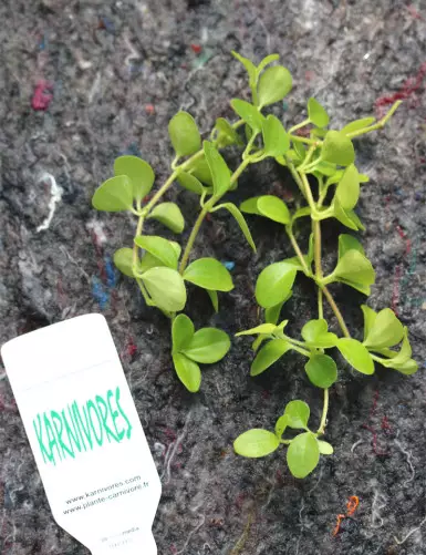 Peperomia rotundifolia | To...