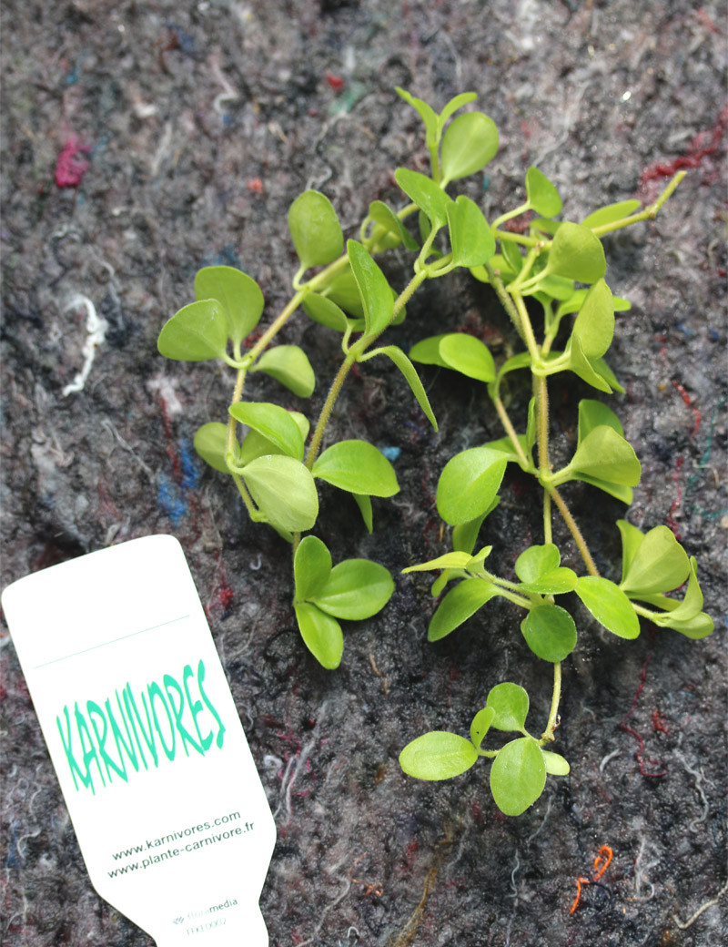 Peperomia rotundifolia | Para trasplantar