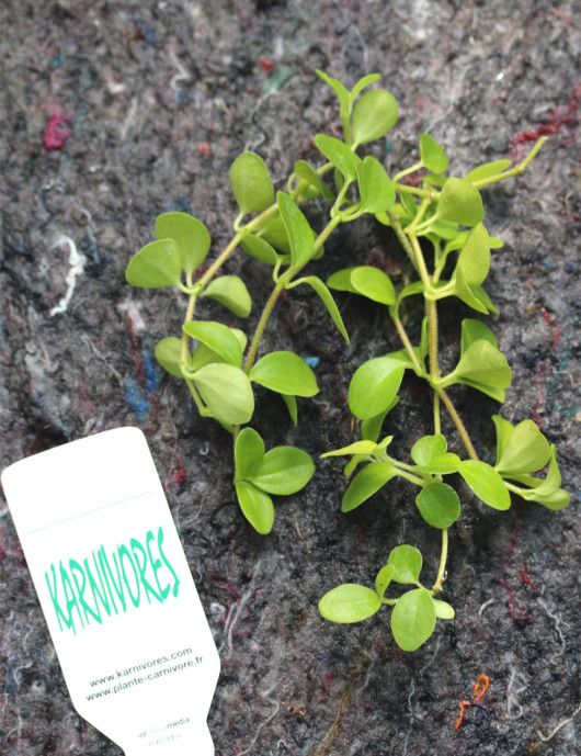 Peperomia rotundifolia | Para trasplantar