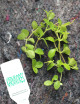 Peperomia rotundifolia | Para trasplantar