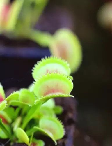 Dionaea dentata is a carnivorous plant