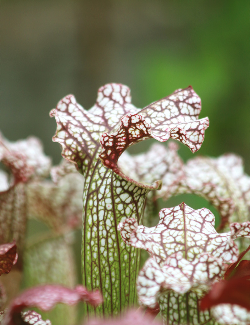 Danielle Rudd Planta carnívora Sarracenia x 'Daniel Rudd'