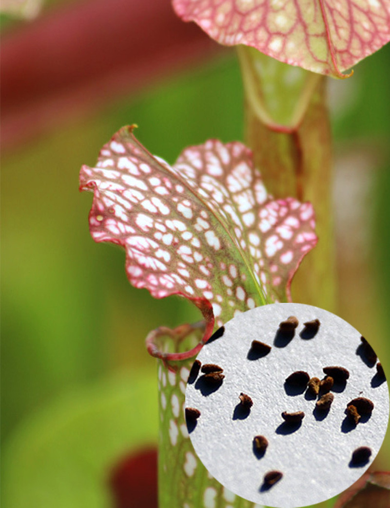 Semillas de Sarracenia x Excellents x Minor x Leucophylla