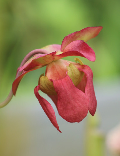Graines de Sarracenia leucophylla 'tapa blanca' x (x mitchelliana)
