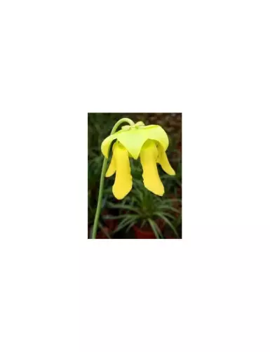 Sarracenia Flava var. maxima seeds