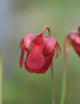 Semillas de Sarracenia Stevens