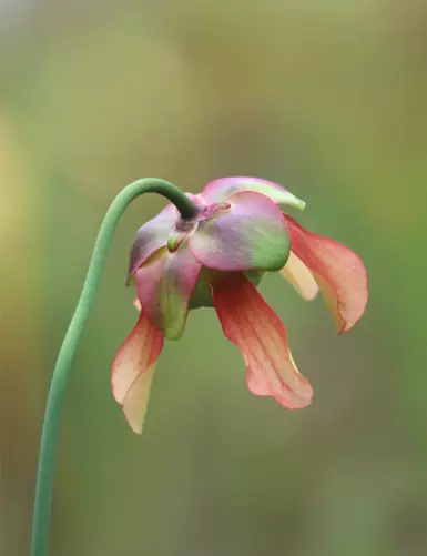 Sarracenia x 'Evendine' Seeds