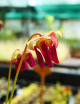 Semillas Sarracenia x (x excellens x readii)