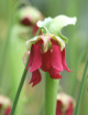 Semillas de Sarracenia x Excellents x Minor x Leucophylla