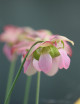 Semillas de Sarracenia x mitchelliana x (purpurea x oreophila)