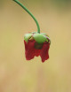 Sarracenia x stevensii seeds white form