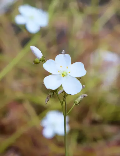 Drosera binata 'Marston Dragon' Seeds