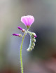 Semillas Drosera capensis "hojas peludas"