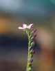 Semillas gigantes Drosera capensis