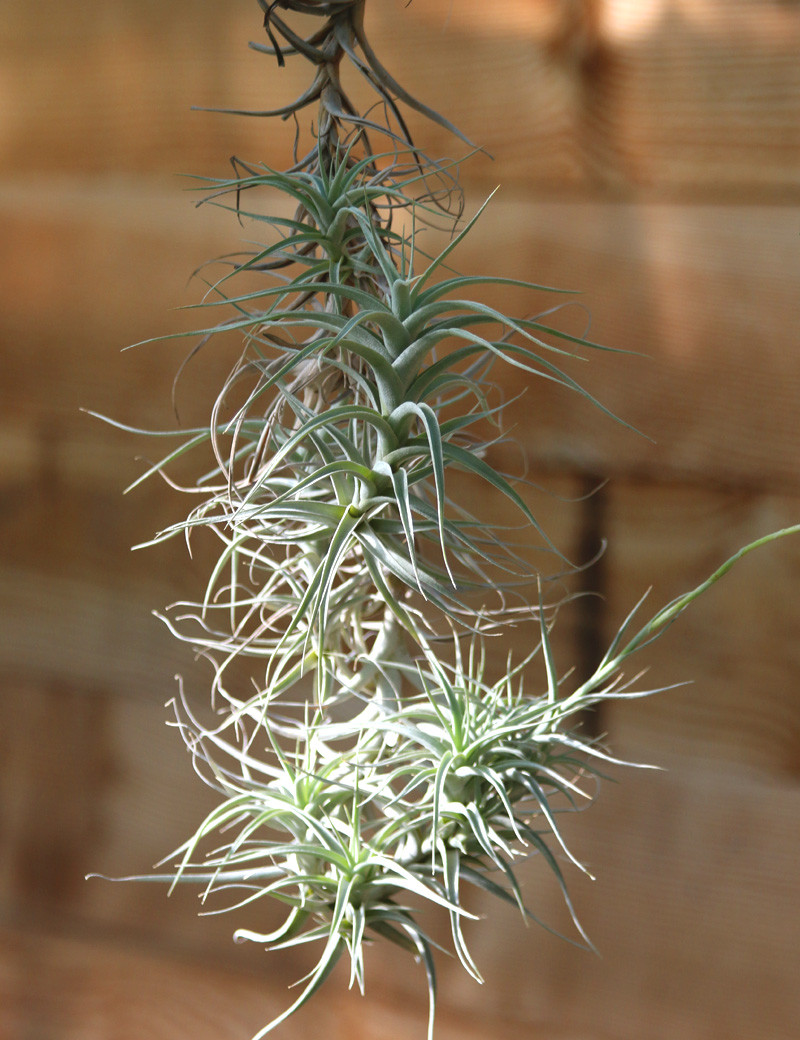 Tillandsia bergeri - ejemplar grande