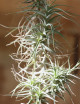Tillandsia bergeri - ejemplar grande