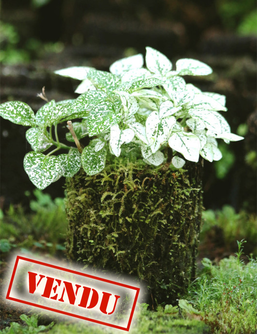 Hypoestes blanc raciné en xaxim