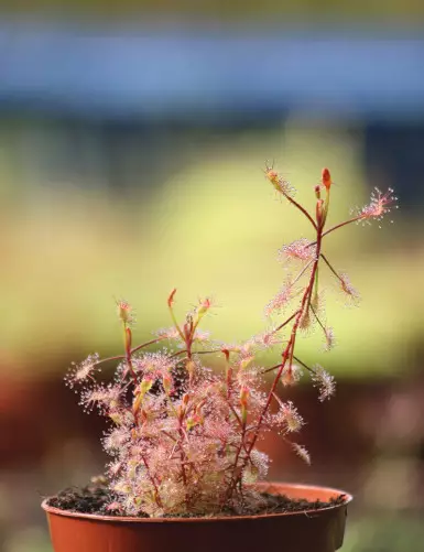 Drosera madagascariensis