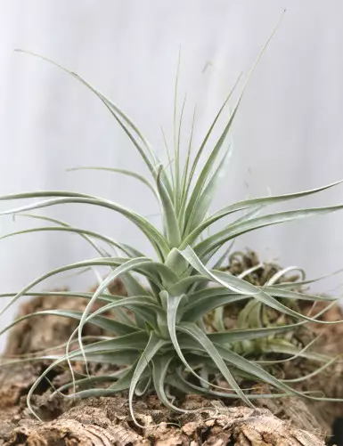 Tillandsia straminea