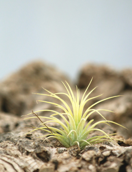 Tillandsia ionantha 'druida'