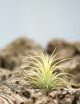 Tillandsia ionantha 'druida'