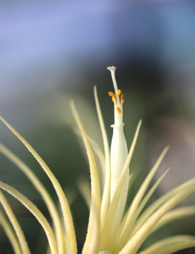 Tillandsia ionantha 'druida'