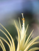 Tillandsia ionantha 'druida'