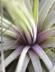 Tillandsia 'Double ruth' 20 - 25 cm