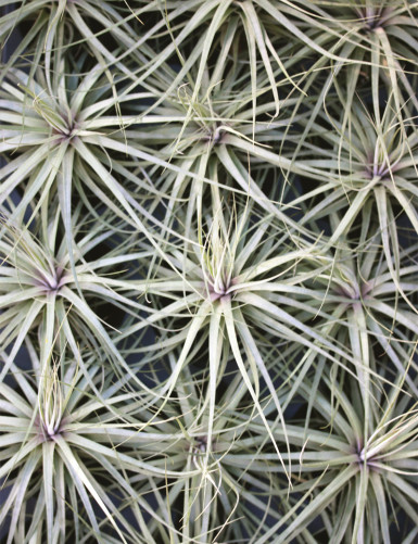 Tillandsia 'Double ruth' 20 - 25 cm