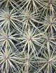 Tillandsia 'Double ruth' 20 - 25 cm