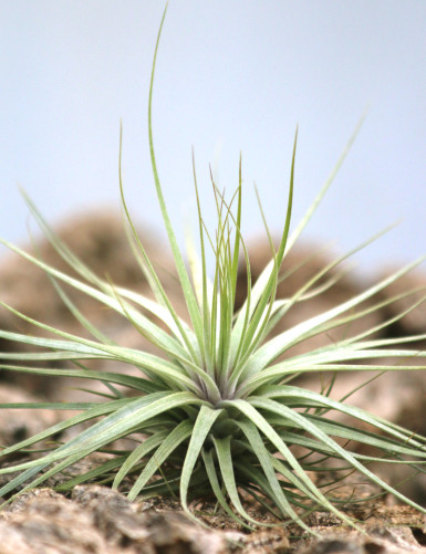 Tillandsia 'Double ruth' 20 - 25 cm