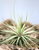Tillandsia 'Double ruth' 20 - 25 cm