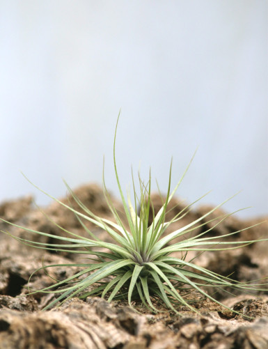 Tillandsia 'Double ruth' 20 - 25 cm