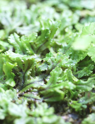 Hymenophyllum sp. | À repiquer